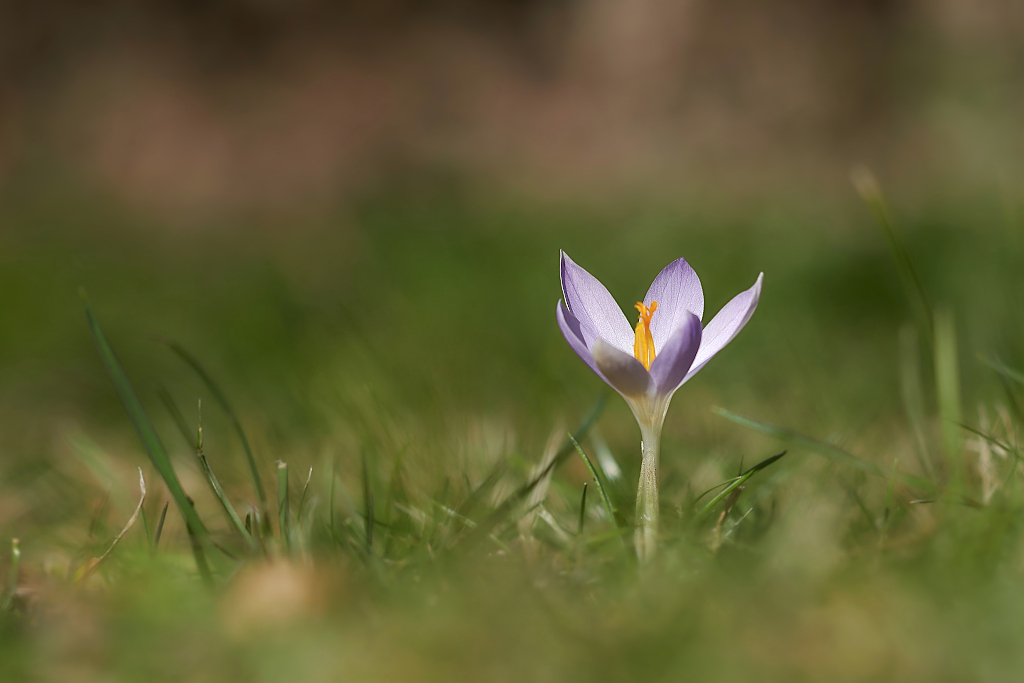 Der Einsame