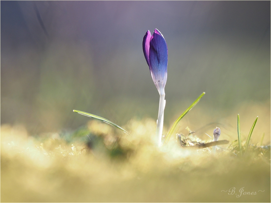 Willkommen Frühling! (2)