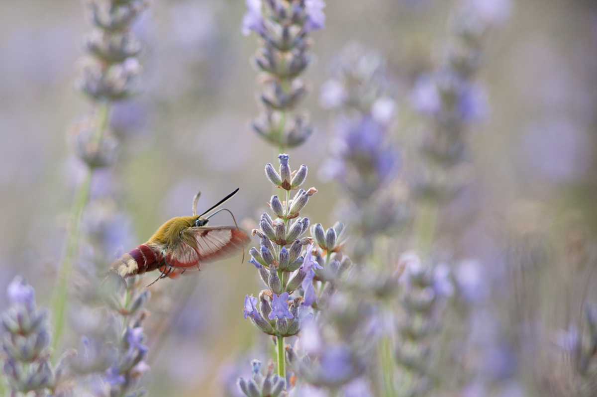 ~ Schwärmen vom istirischen Lavendel ~
