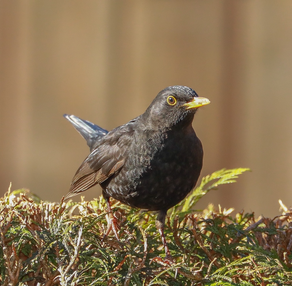 Amsel Forum Amsel Forum
