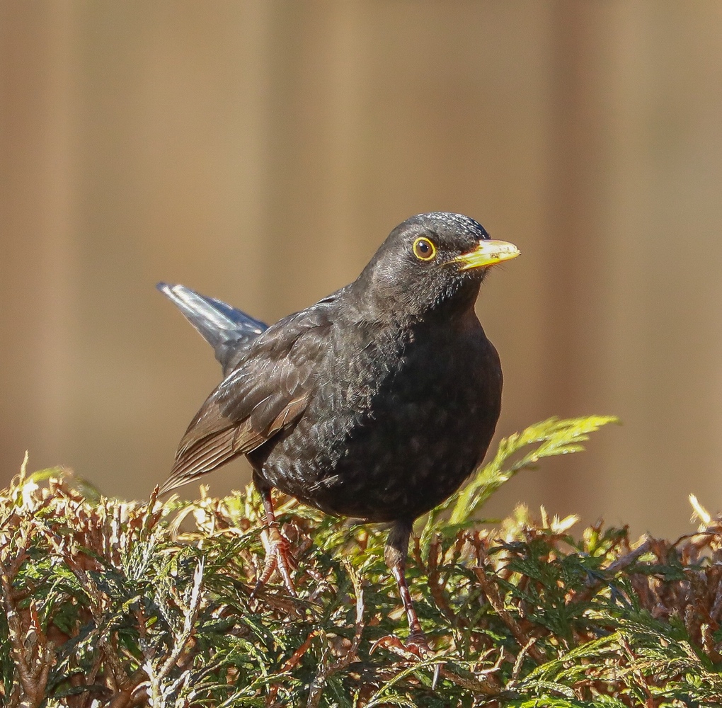 Amsel