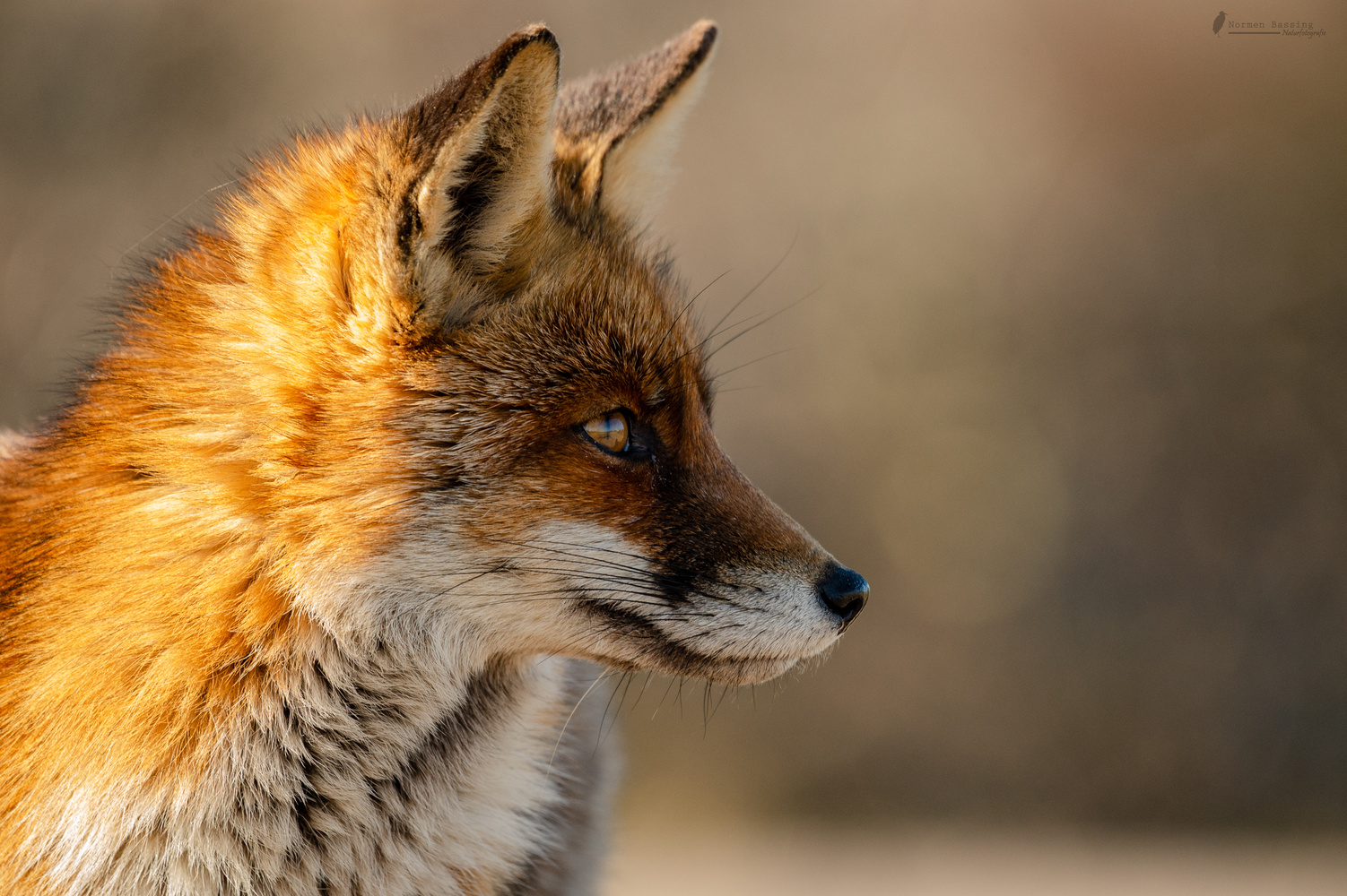 Rotfuchsportrait