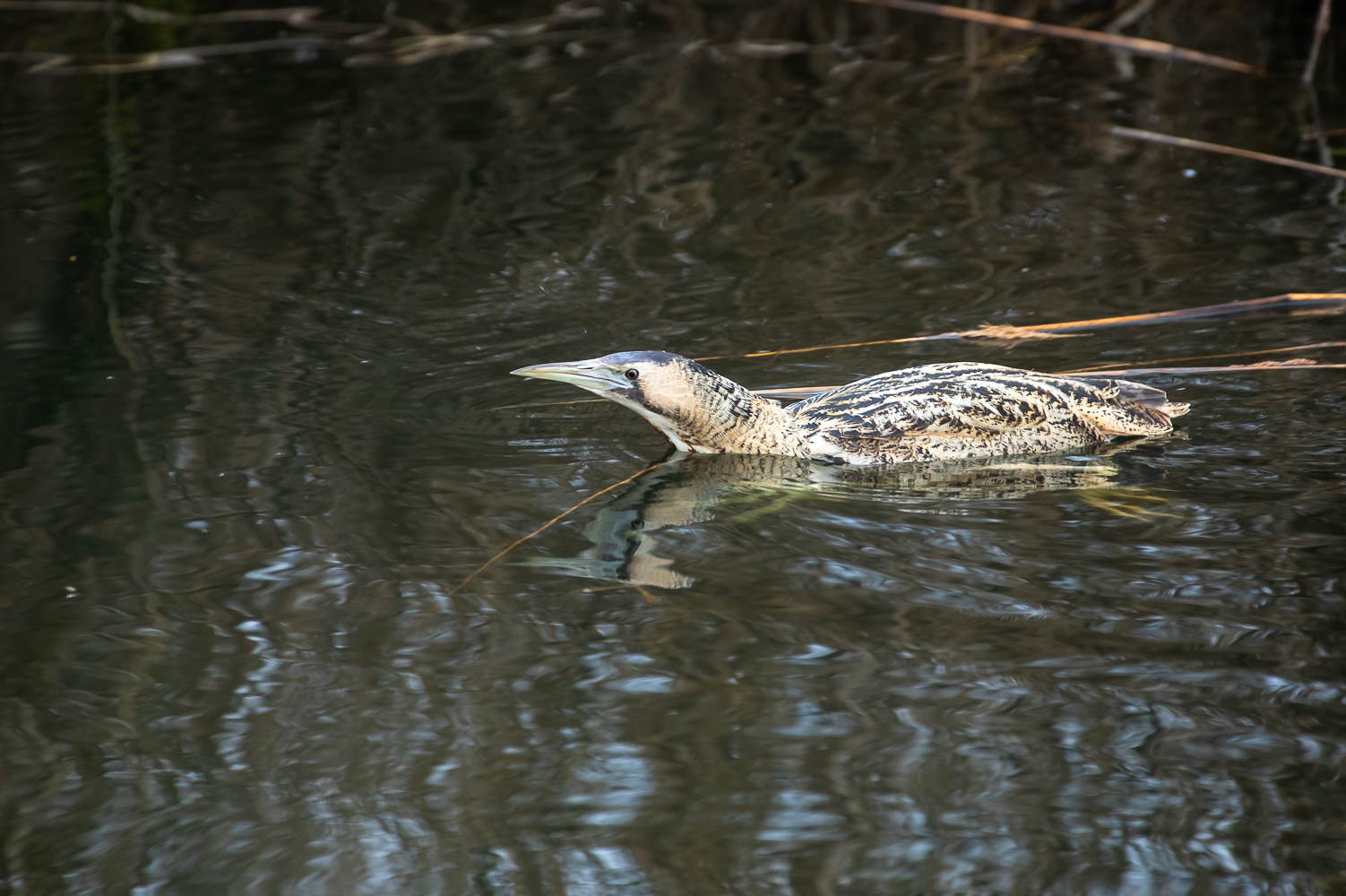 Rohrdommel