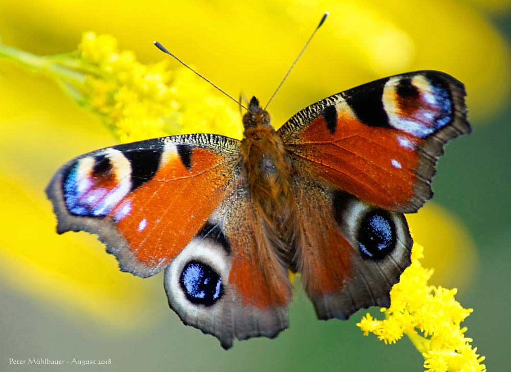 Schmetterling (Forum für Naturfotografen)