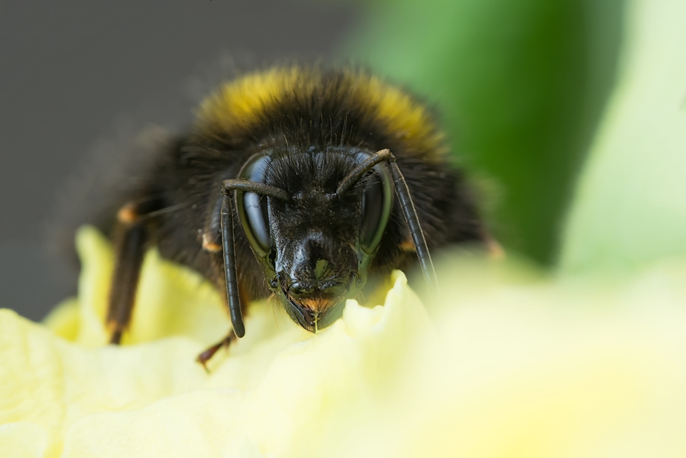 Auf Blüten gebettet...