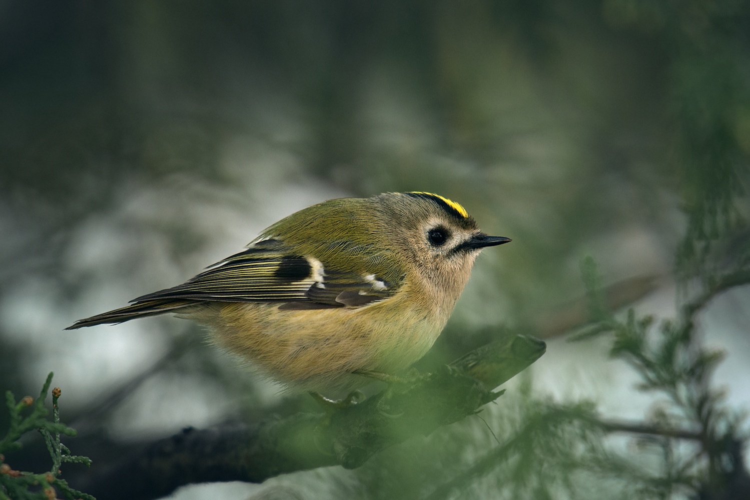 Wintergoldhähnchen