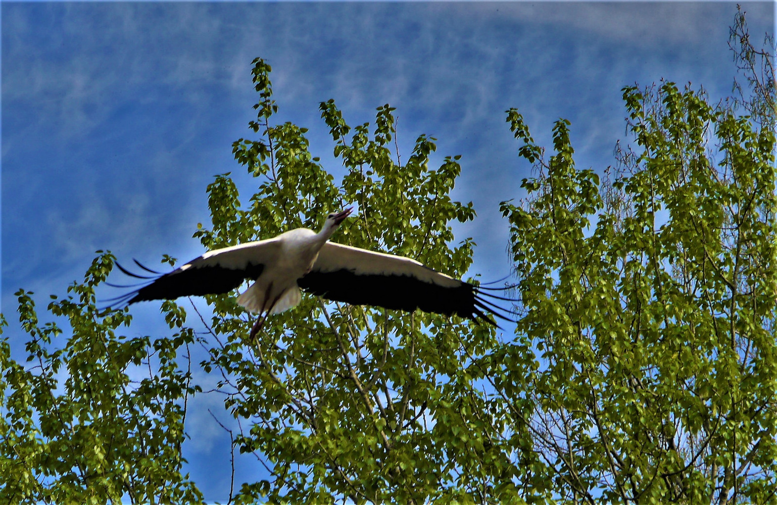 Storch im Anflug