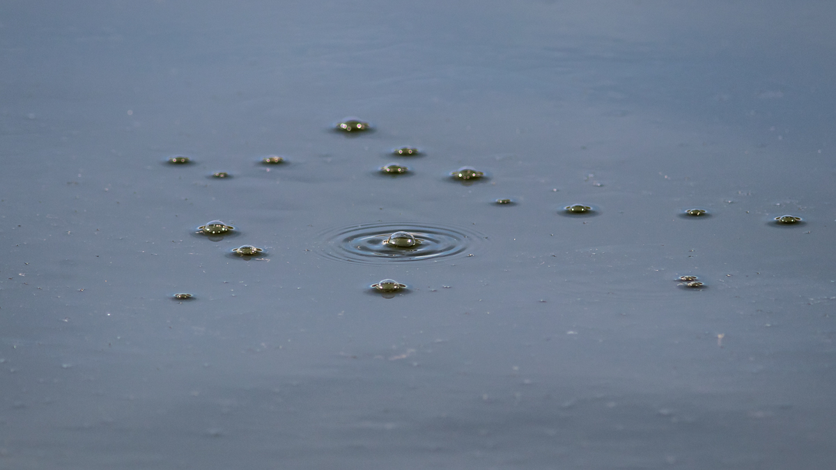 Invasion der Wasseraliens