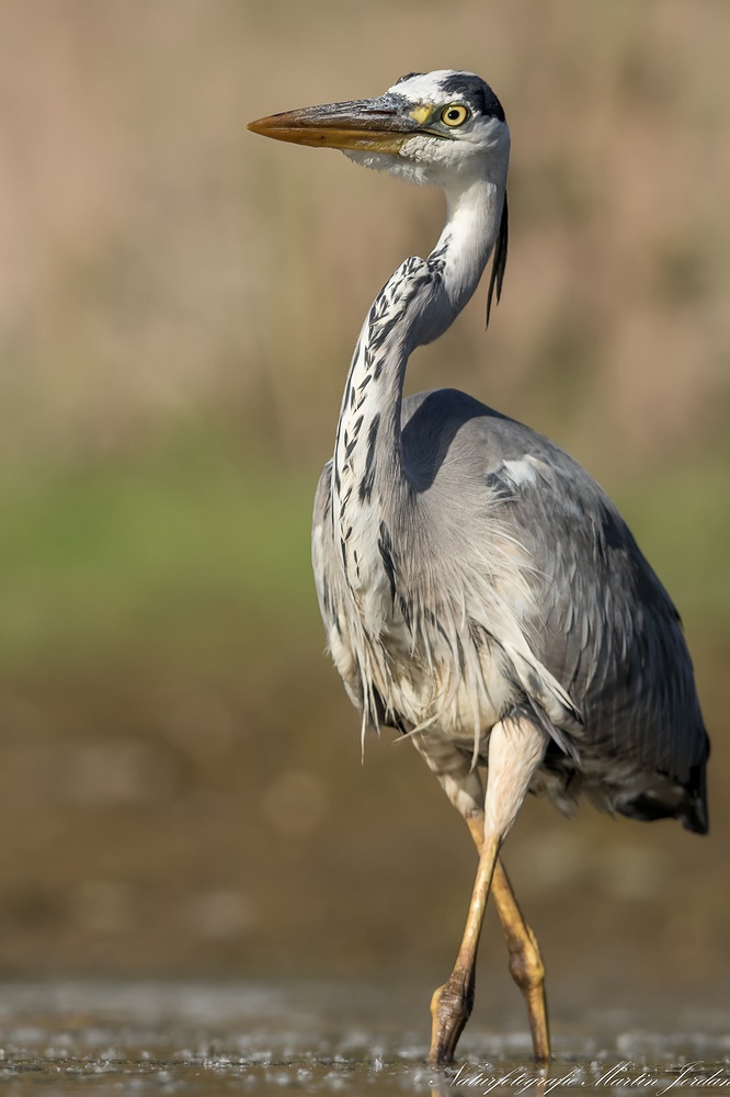 sehr nah (Forum für Naturfotografen)