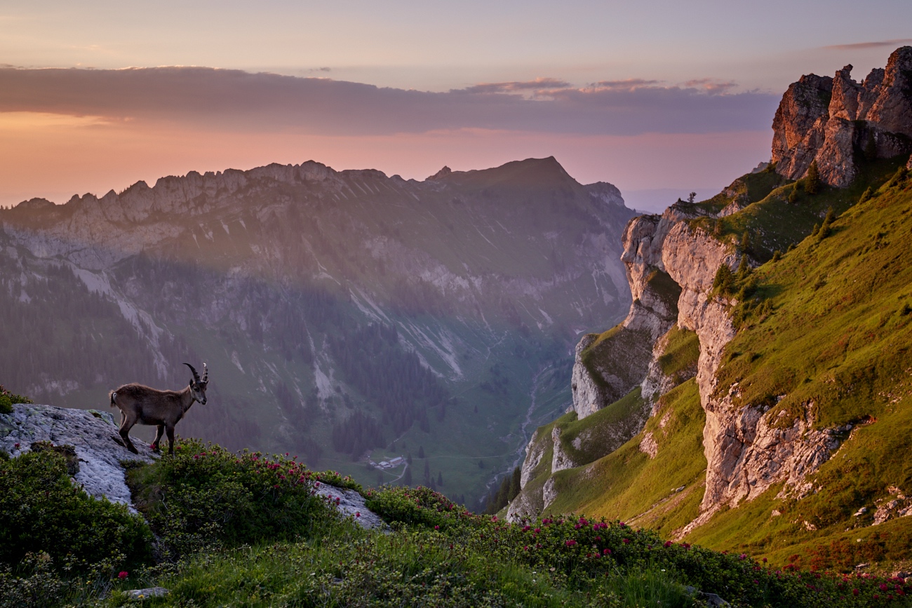 Alpensteinbock im Abendlicht