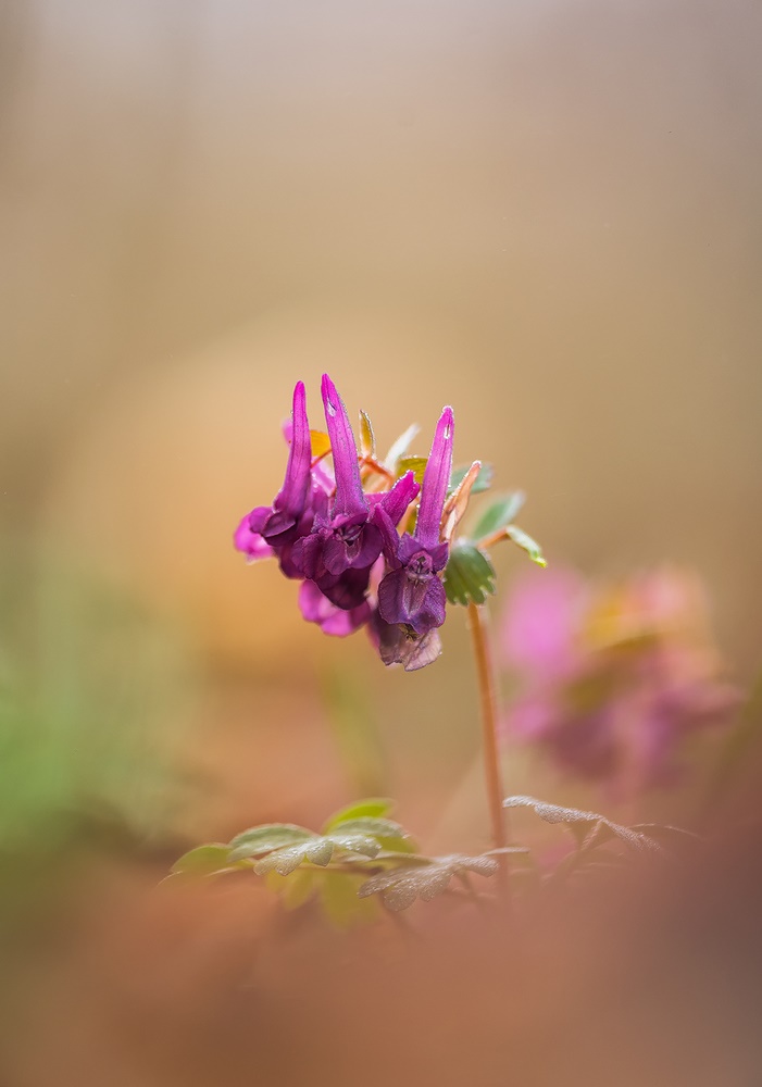 Gefingerter Lärchensporn (Corydalis solida)