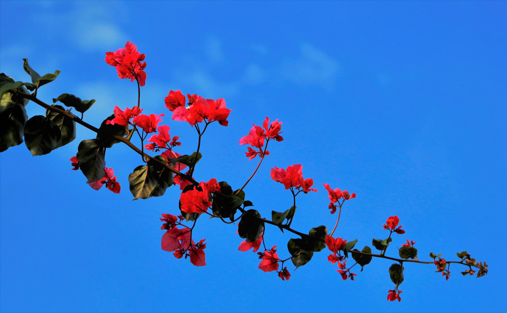 Bougainvillae Zweig