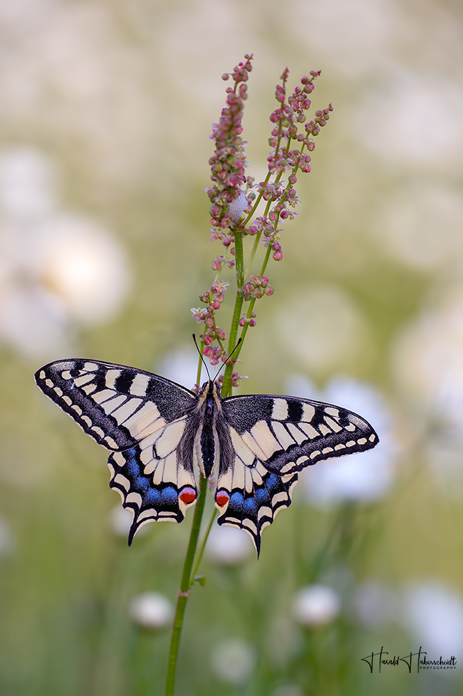 Frühsommerwiese mit Margeriten, Sauerampfer und Schwalbenschwanz