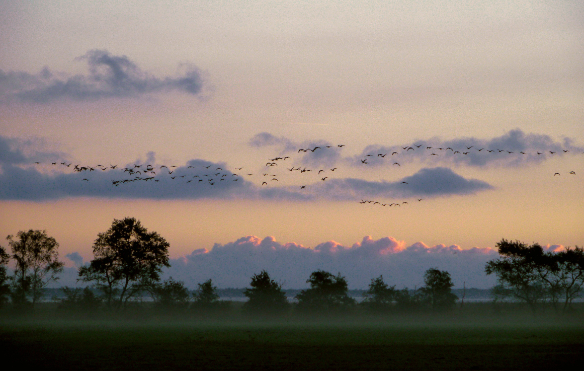 Gänsezug nach Sonnenuntergang