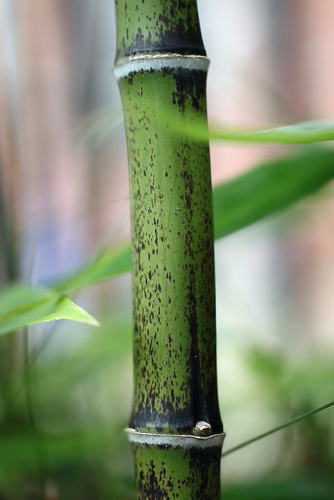 Bambus mit Schwung