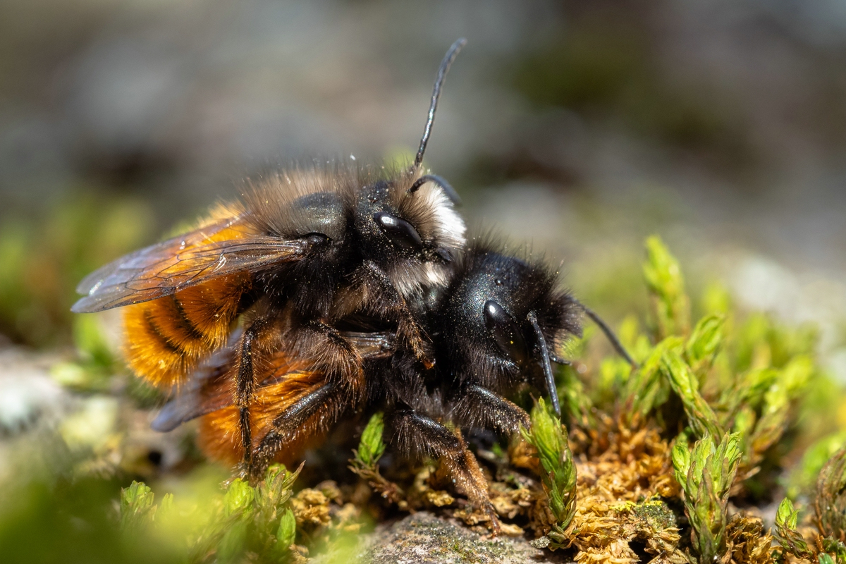 Gehörnte Mauerbiene