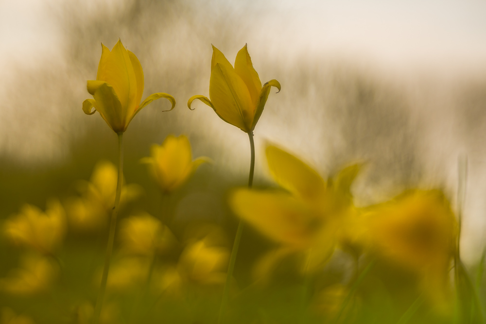 Wildtulpen