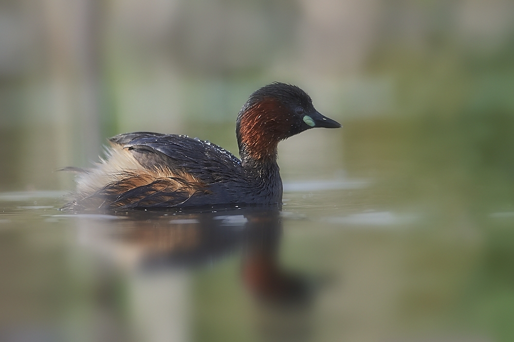 Zwergtaucher