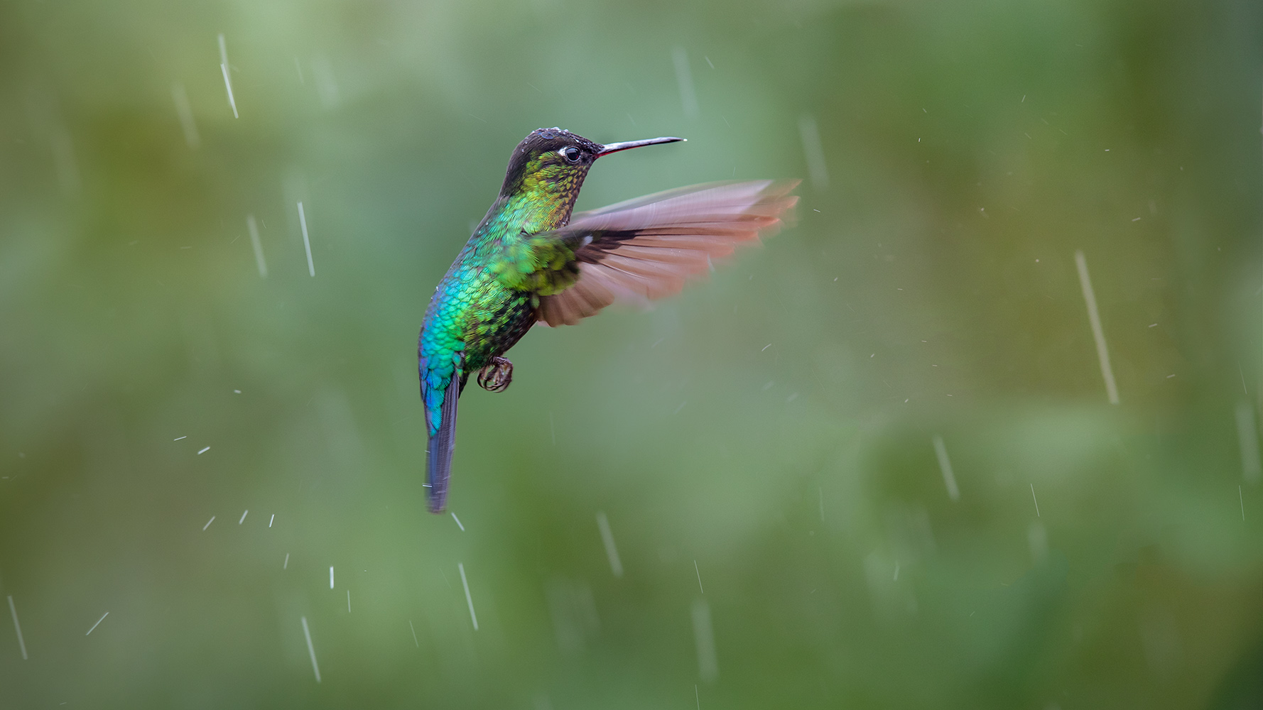 Kolibri im Regen