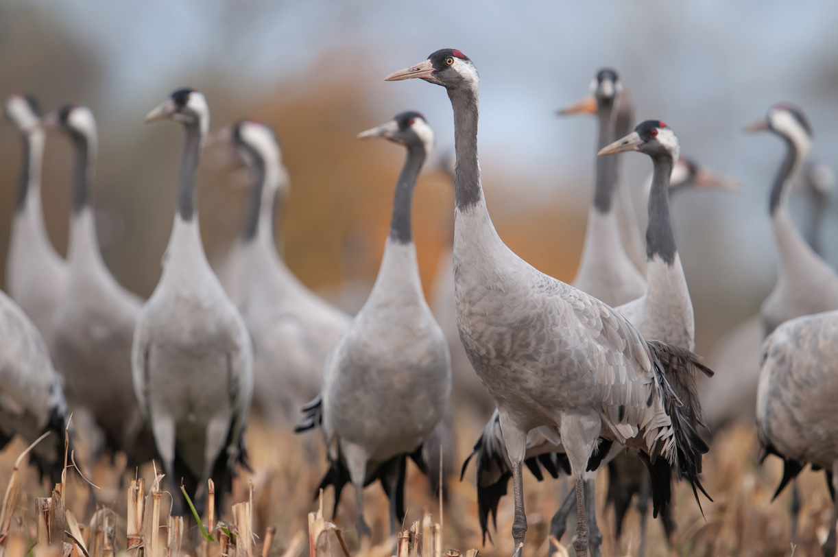 Kraniche (grus grus)