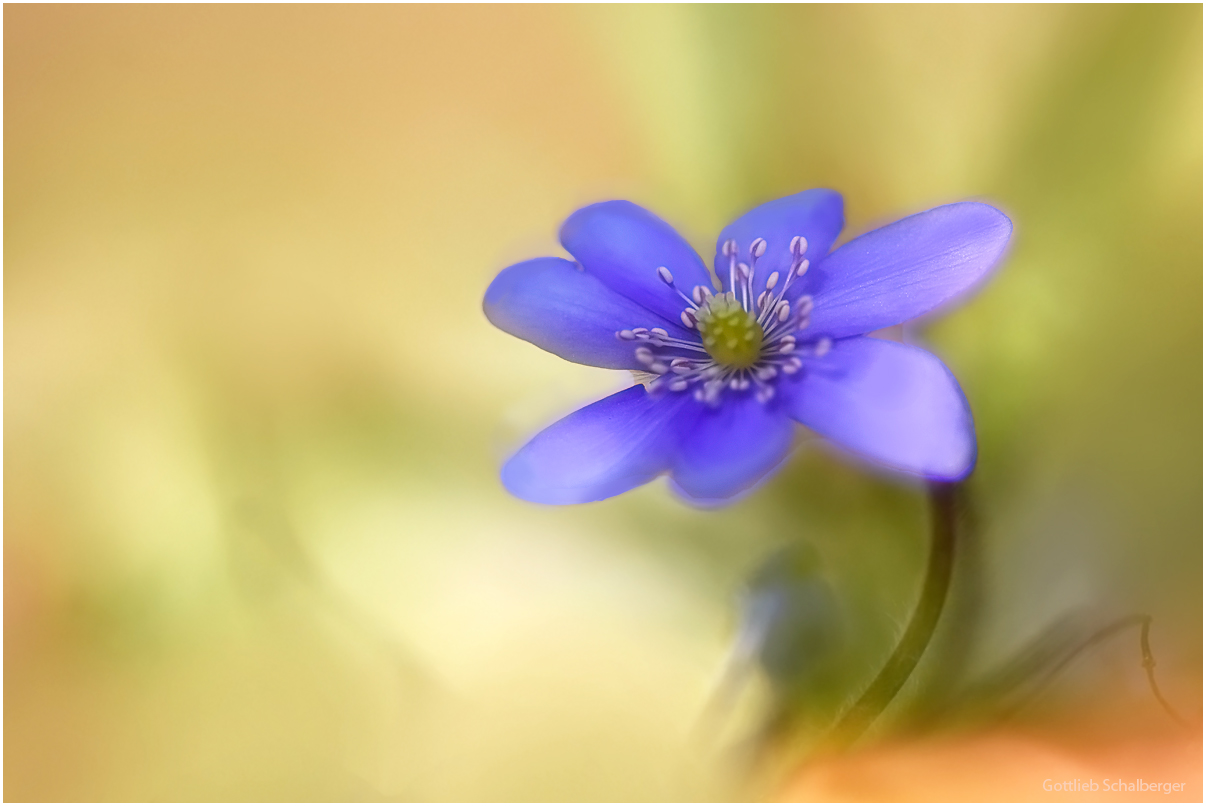 Hepatica nobilissima