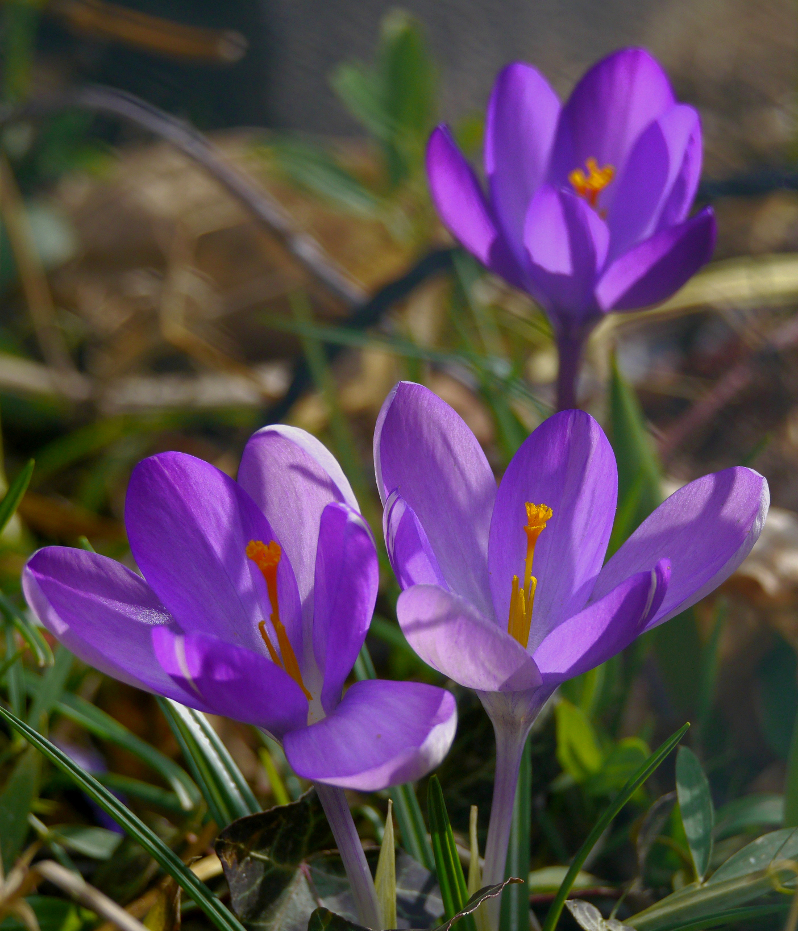 Violetttöne