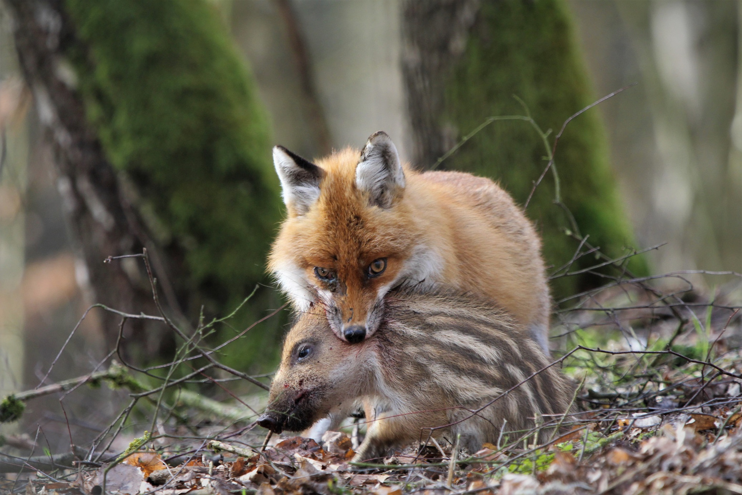 Fuchs erbeutet Frischling