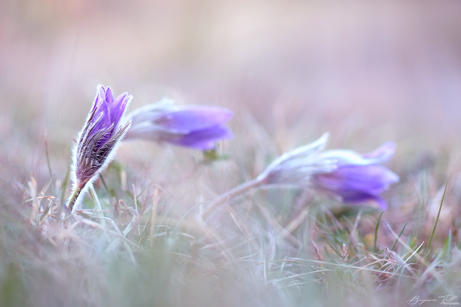 Badische Pulsatilla
