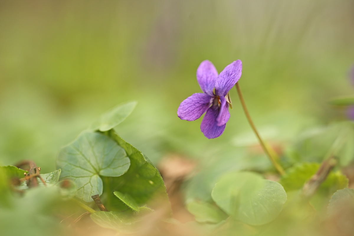 Waldveilchen