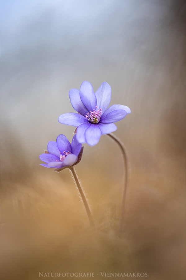 Leberblümchen