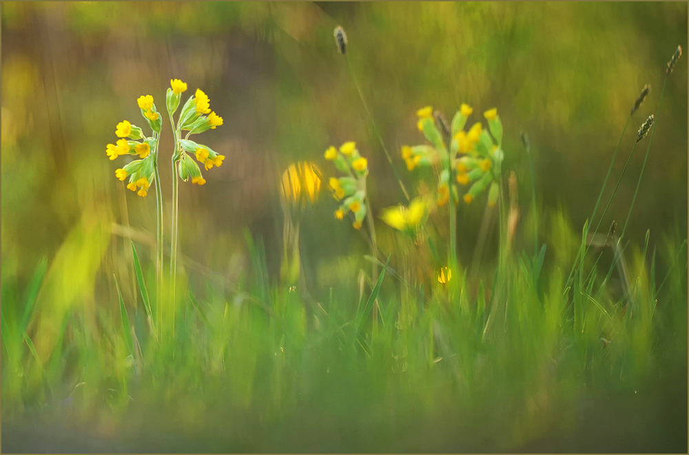 *Primula veris*