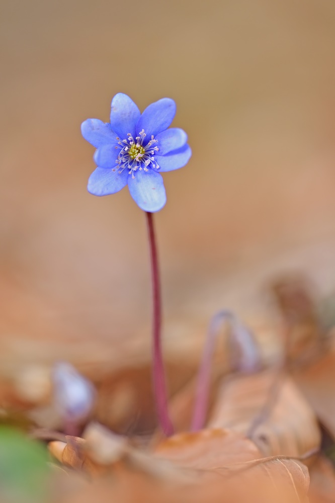 Leberblümchen