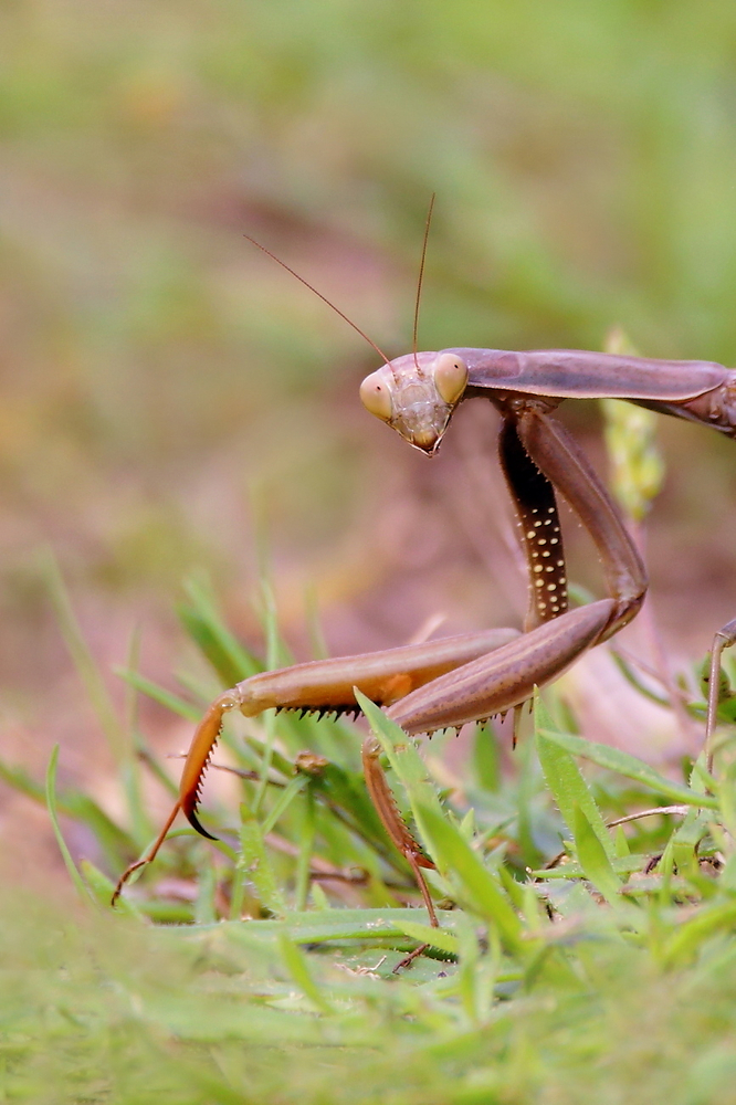 Mantis religiosa