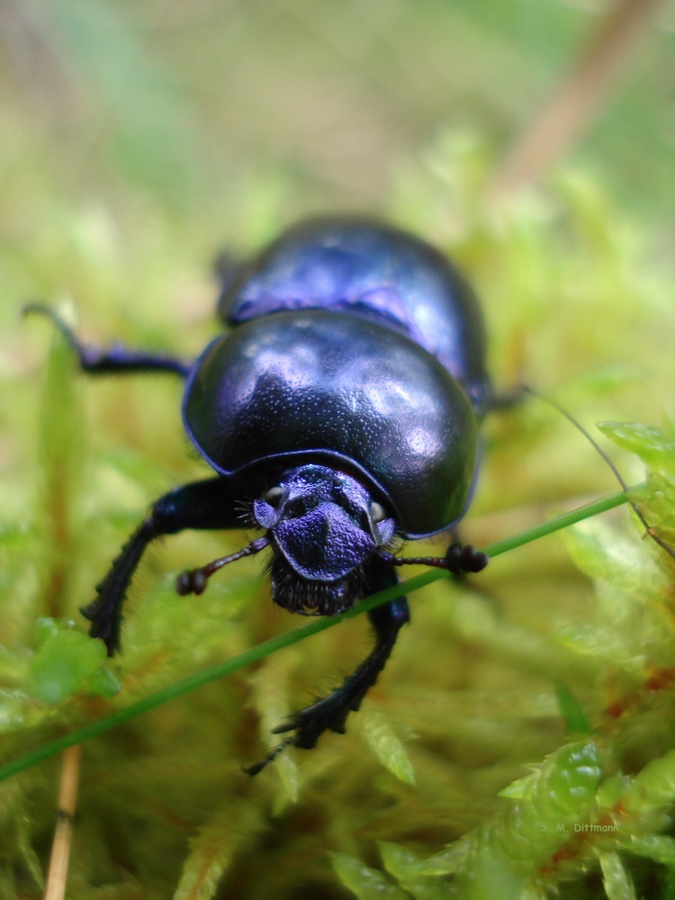 Scarabaeoidea / Mistkäfer eben