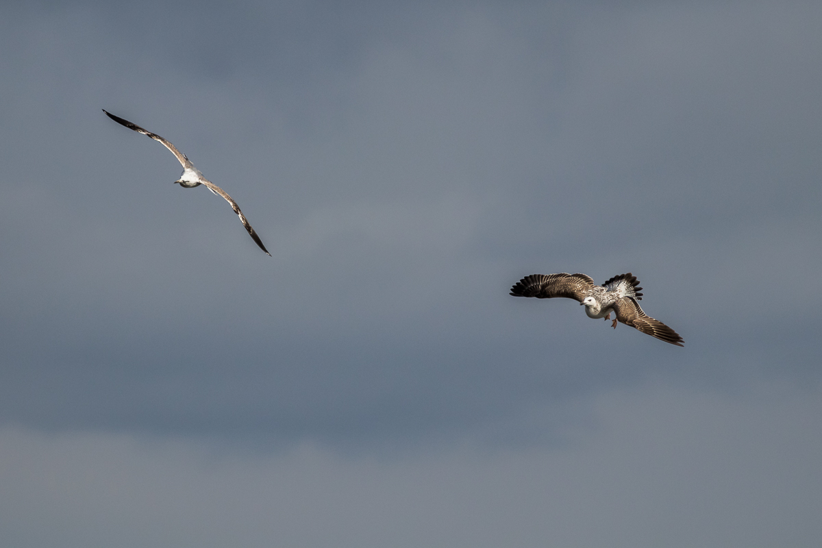 Flugakrobaten