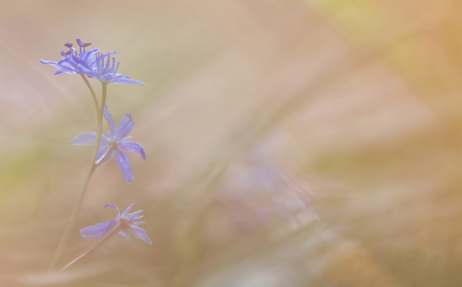 Gehauchter Frühling