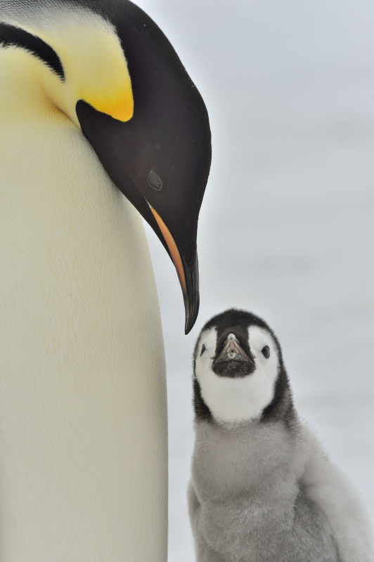 Kaiserpinguine