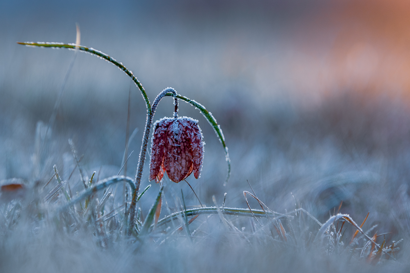 Jede Blume ist ein kleines Wunder