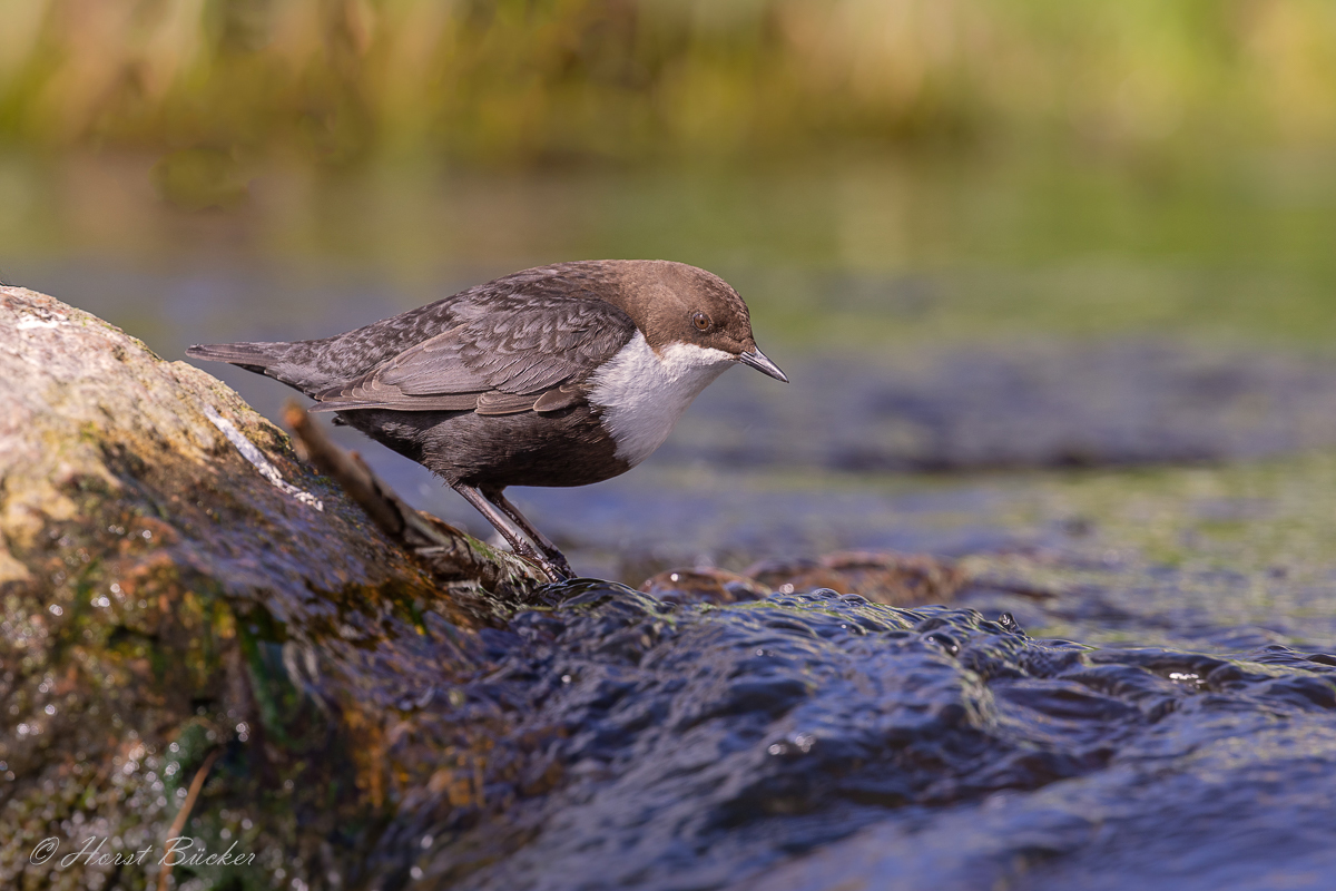 Wasseramsel