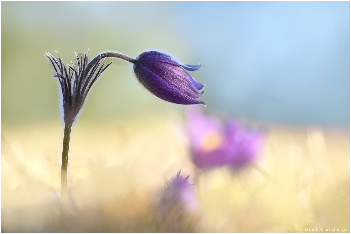 Pulsatilla