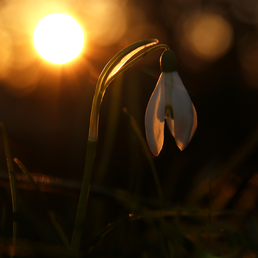 Letztes Schneeglöckchen im letzten Licht