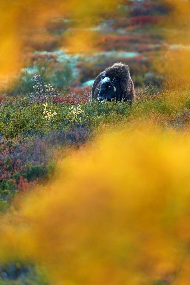 Goldener Herbst