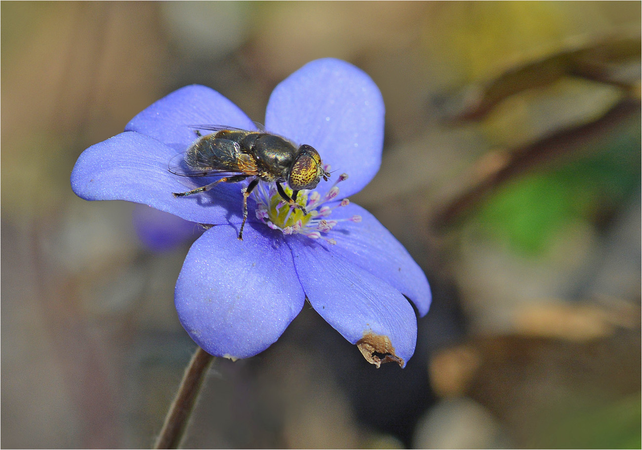 Besuch auf dem Leberblümchen