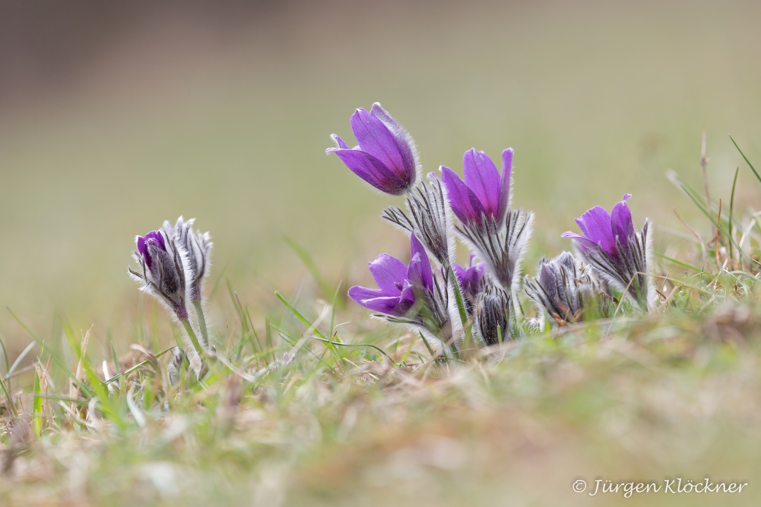 Küchenschelle (Pulsatilla vulgaris)