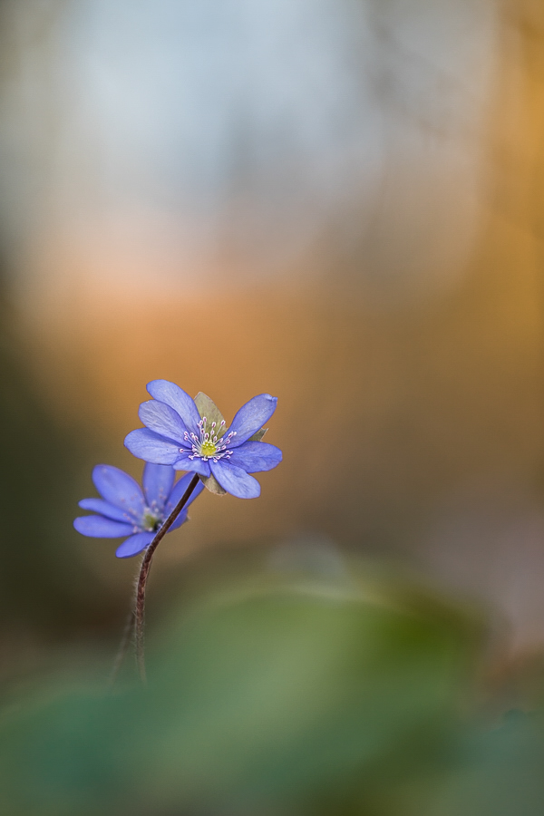 Leberblümchen