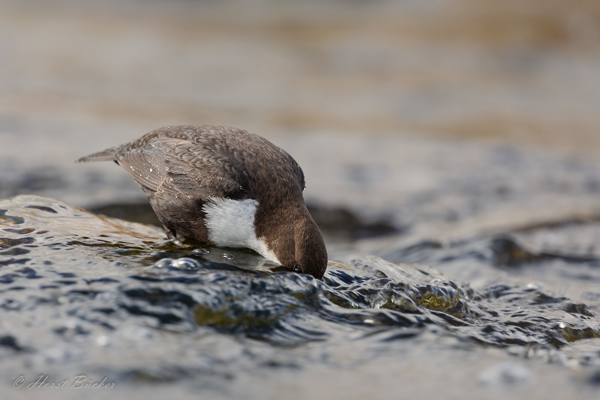 Wasseramsel