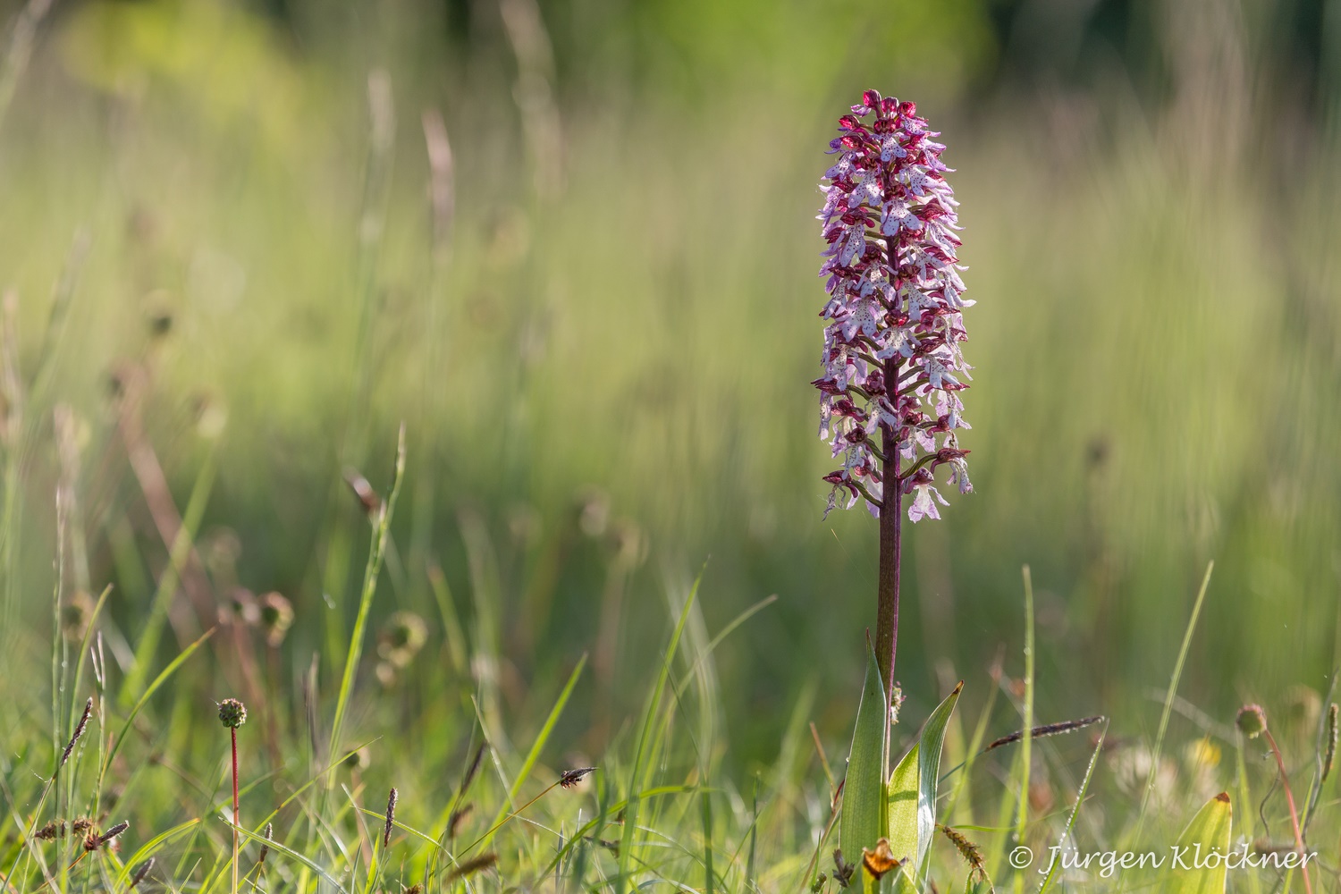 Purpur-Knabenkraut (Orchis purpurea)