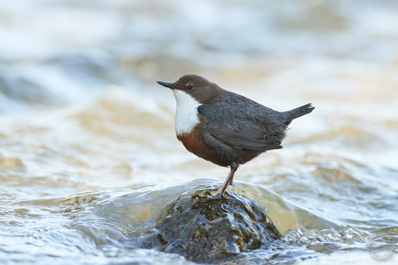 am wilden Wasser