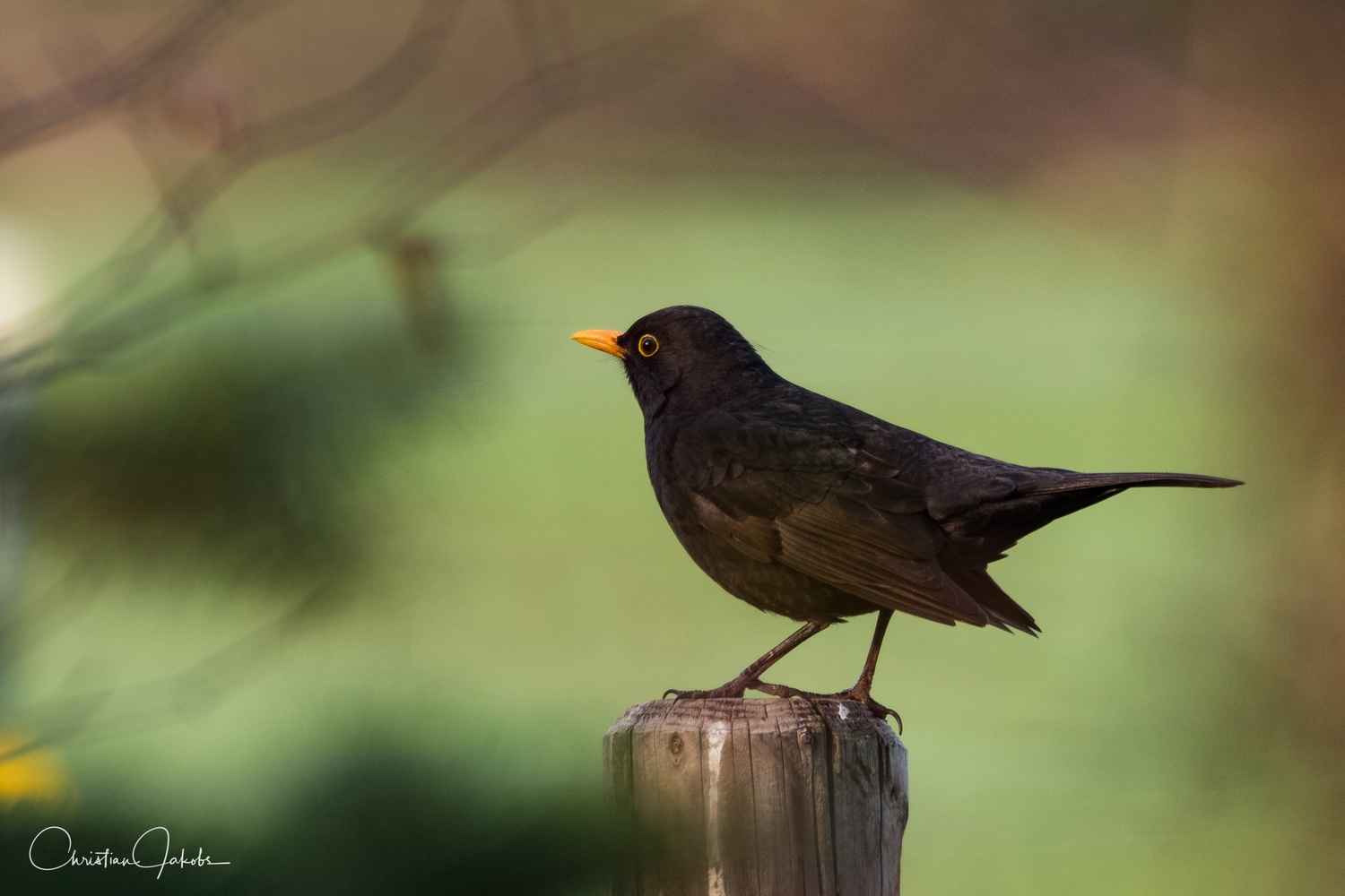 Amsel am Abend