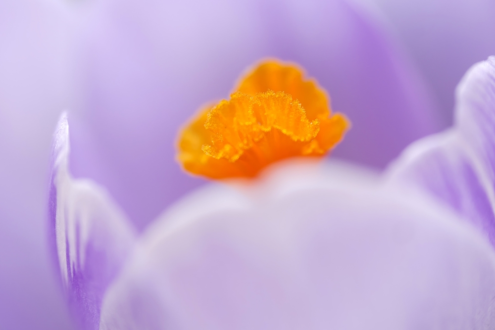 Lensbaby Krokus - längst verblüht